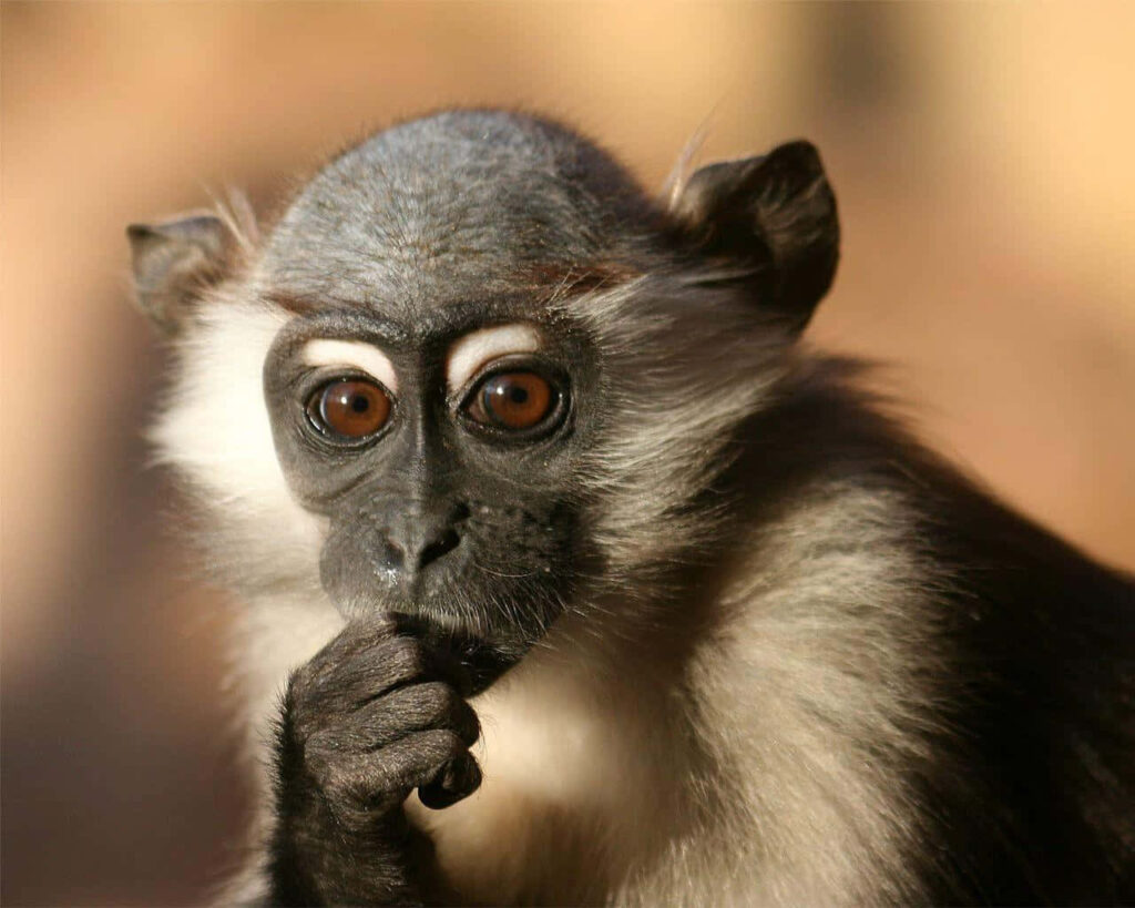 Curious Monkey Wallpaper: Playful Expression in Captivating Background