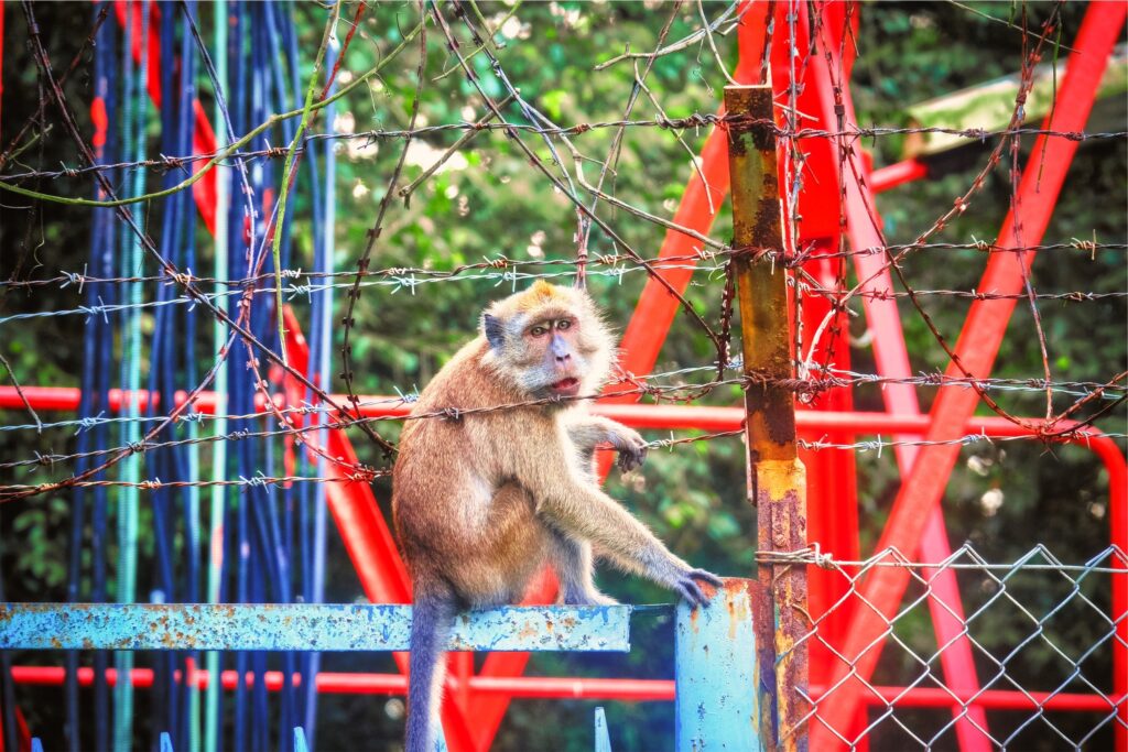 Curious Monkey on Blue Structure Among Vivid Zoo Backdrop Wallpaper