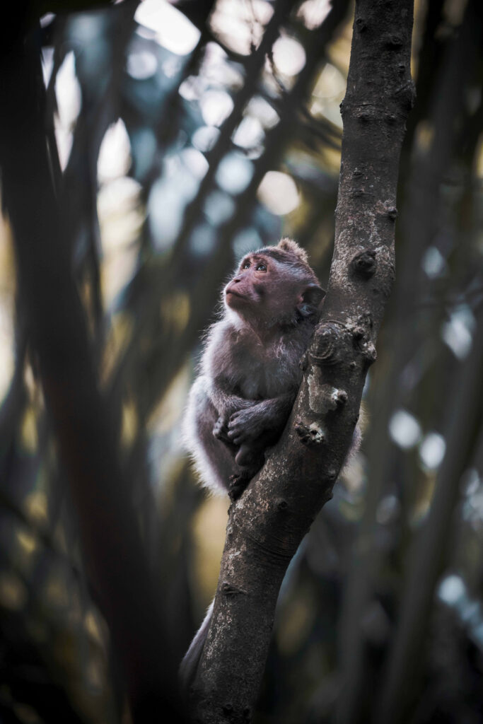 Curious Monkey in Serene Forest: Peaceful Nature Wallpaper