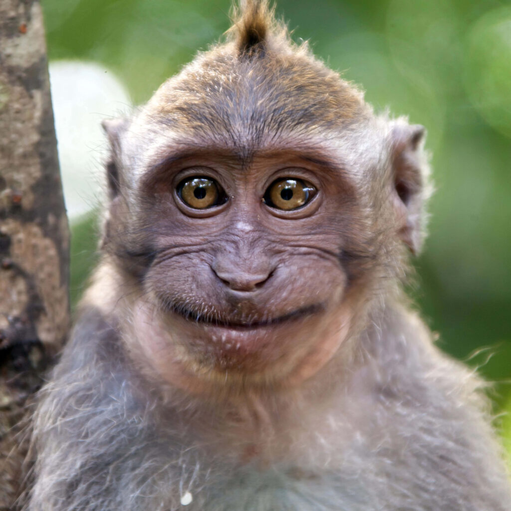 Curious Monkey Gazes from Tree Branch in Lush Green Forest Wallpaper