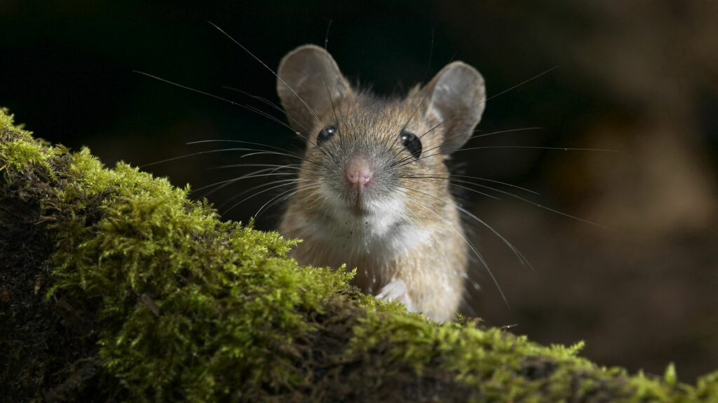 Curious Mouse on Lush Moss: Vibrant 1920x1080 Wallpaper Background