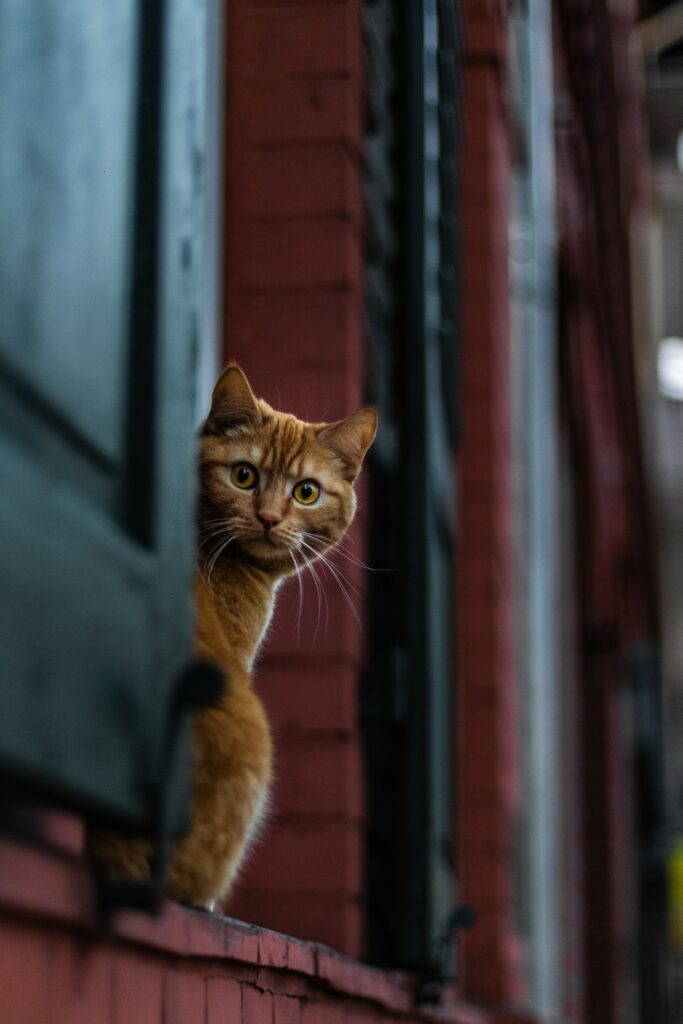 Curious Orange Cat Observes from Brick Window Ledge - A Mysterious View Wallpaper