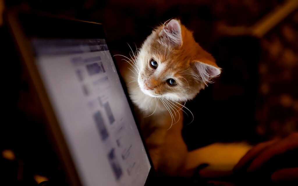 Curious Orange Cat Gazes at Glowing Screen in Dim Room Wallpaper