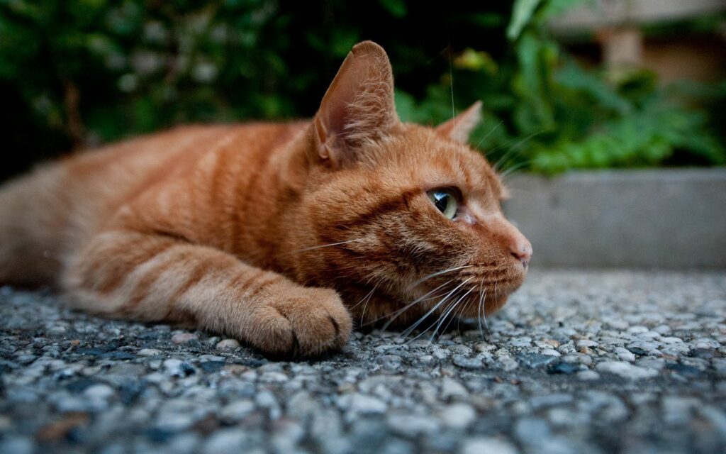 Curious Orange Tabby Cat on Pebble Path - 1920x1200 Wallpaper