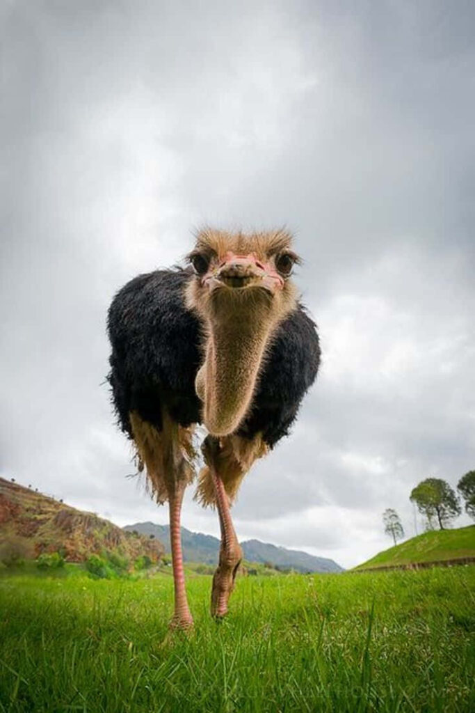 Curious Ostrich Close-Up on Lush Green Field with Cloudy Sky Wallpaper