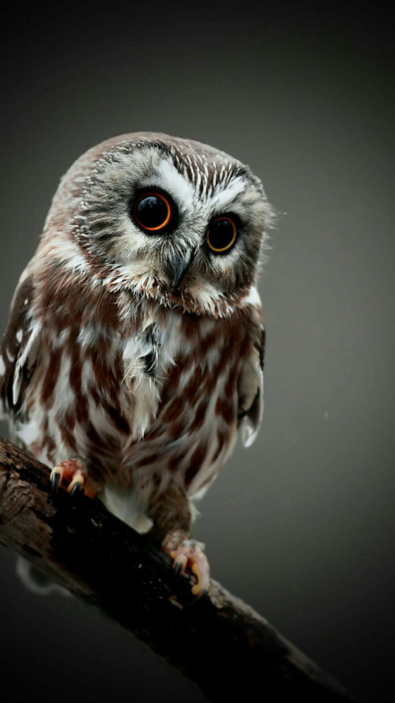 Captivating Owl Wallpaper: Intricate Design for Nature Lovers