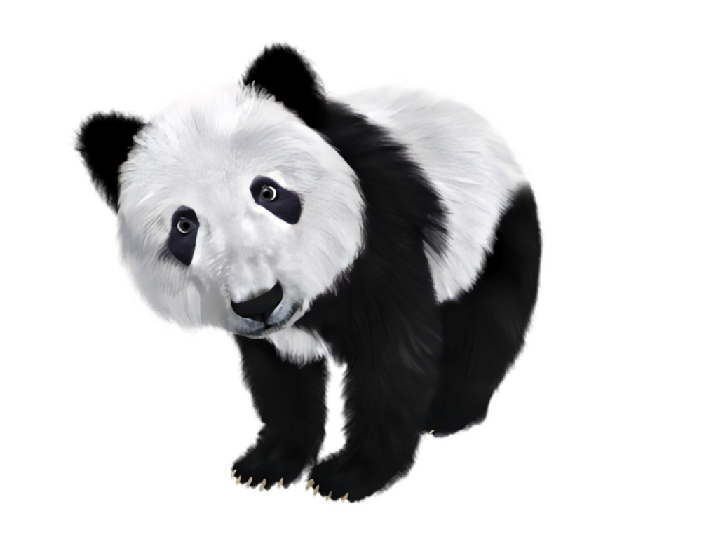 Curious Panda Wallpaper: Expressive Face on Sleek Black Background