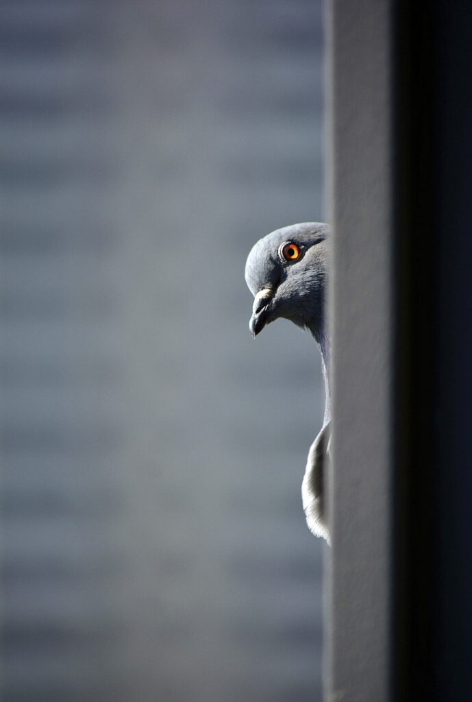 Curious Pigeon Peeking from Window with Blurred Neutral Background Wallpaper