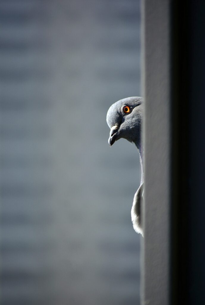 Curious Pigeon Wallpaper: Playful Bird Peeking Around Corner