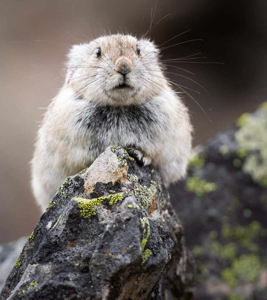 Curious Pika on Rocky Outcrop | Nature-Inspired Wallpaper