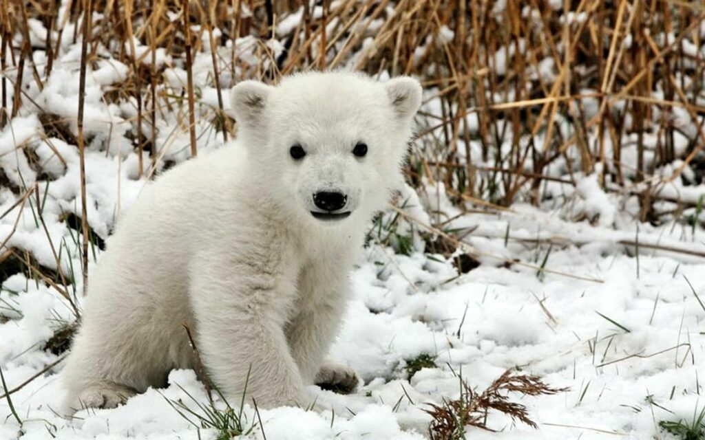 Curious Fluffy Polar Bear Cub in Snowy Landscape with Grass Wallpaper