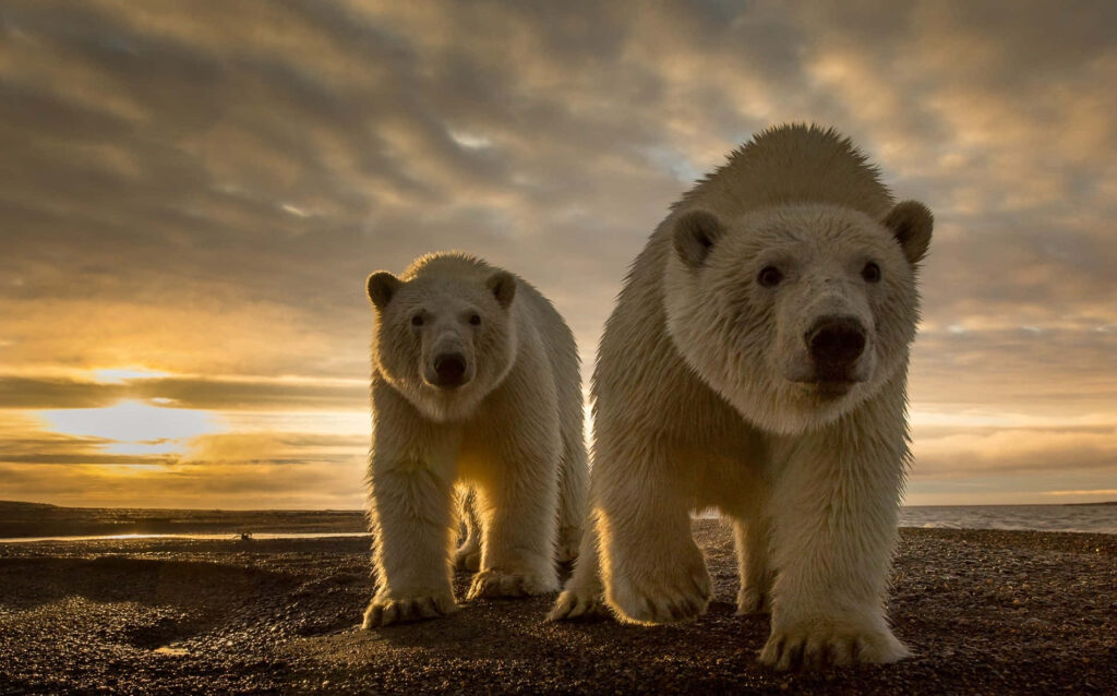 Curious Polar Bears on Rocky Shore: Serene Arctic Sunset Wallpaper