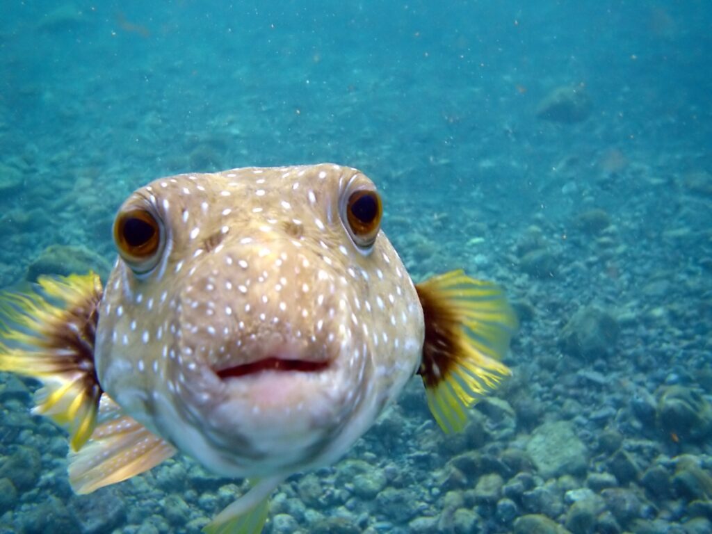 Curious Pufferfish Wallpaper: Tranquil Ocean Blue Background