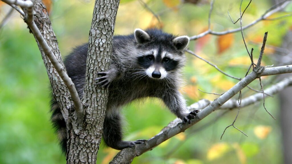 Curious Raccoon Climbing Tree in Lush Greenery Wallpaper