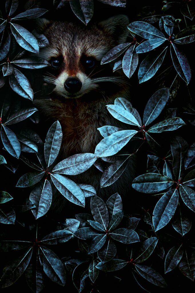 Curious Raccoon Camouflaged in Lush Green Leaves: Nature's Disguise Wallpaper