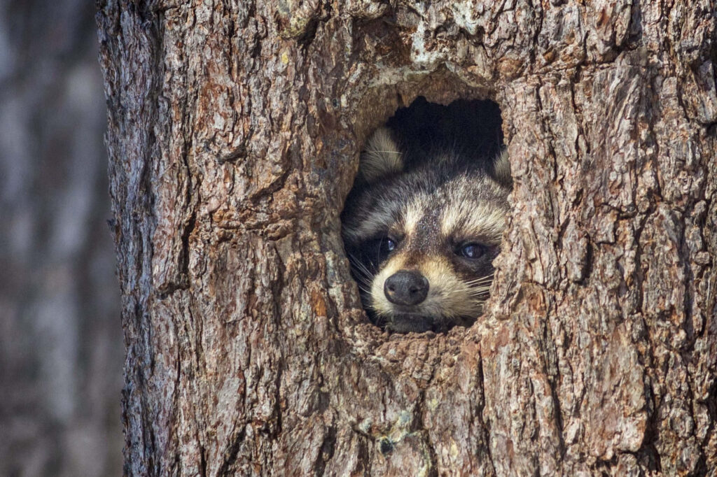 Curious Raccoon Peeks Through Tree Hole Amidst Nature's Beauty Wallpaper