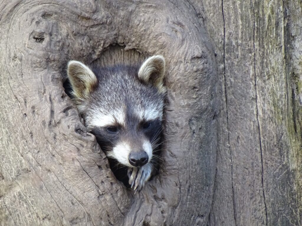 Curious Raccoon Peeking from Tree Hollow - Nature Wallpaper