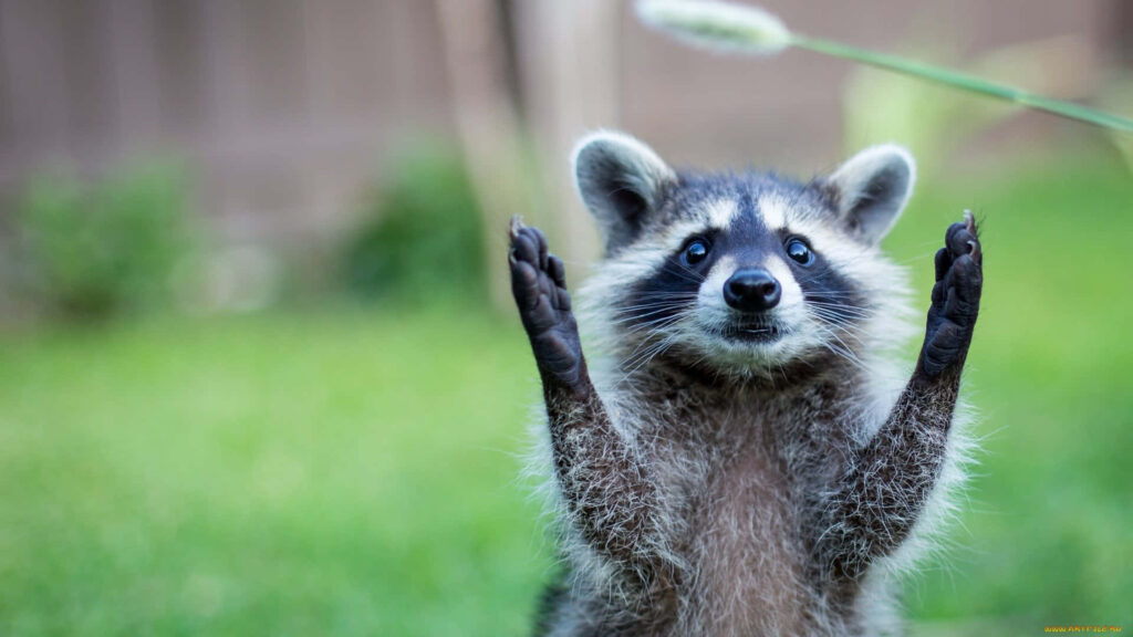 Curious raccoon standing on hind legs reaching up in vibrant green grass background wallpaper