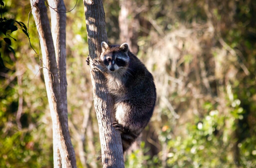 Curious Raccoon on Tree: Lush Greenery Wallpaper Background