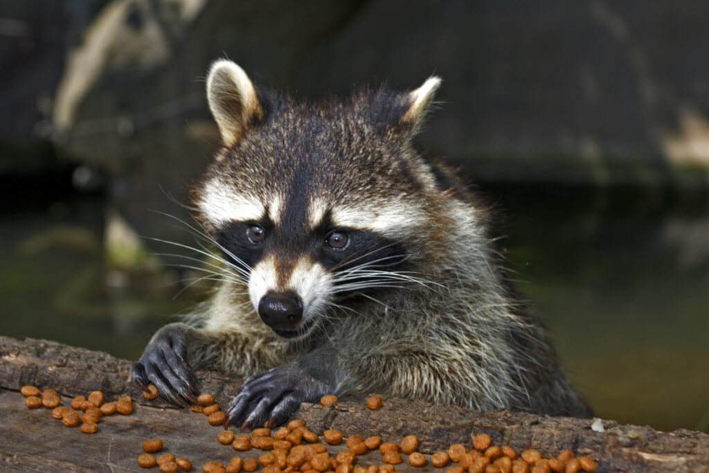 Curious Raccoon in Nature - High-Resolution Wallpaper Background