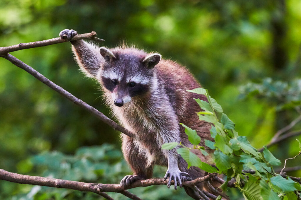 Curious Raccoon on Tree Branches - Serene Greenery Wallpaper