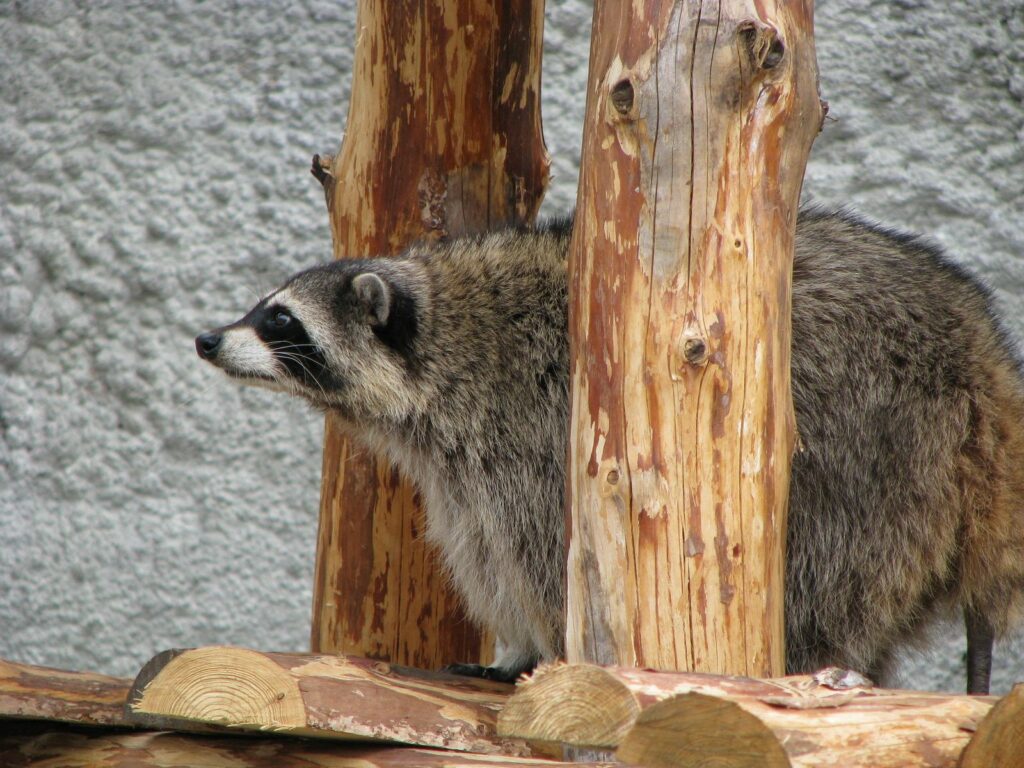 Curious Raccoon Wallpaper Surrounded by Rustic Logs & Nature