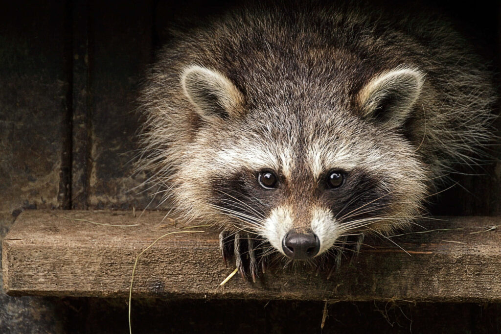 Cute Raccoon Wallpaper: Playful Charm on Dark Background