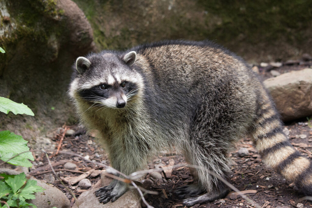 Curious Raccoon Wallpaper: Furry Detail in Natural Setting