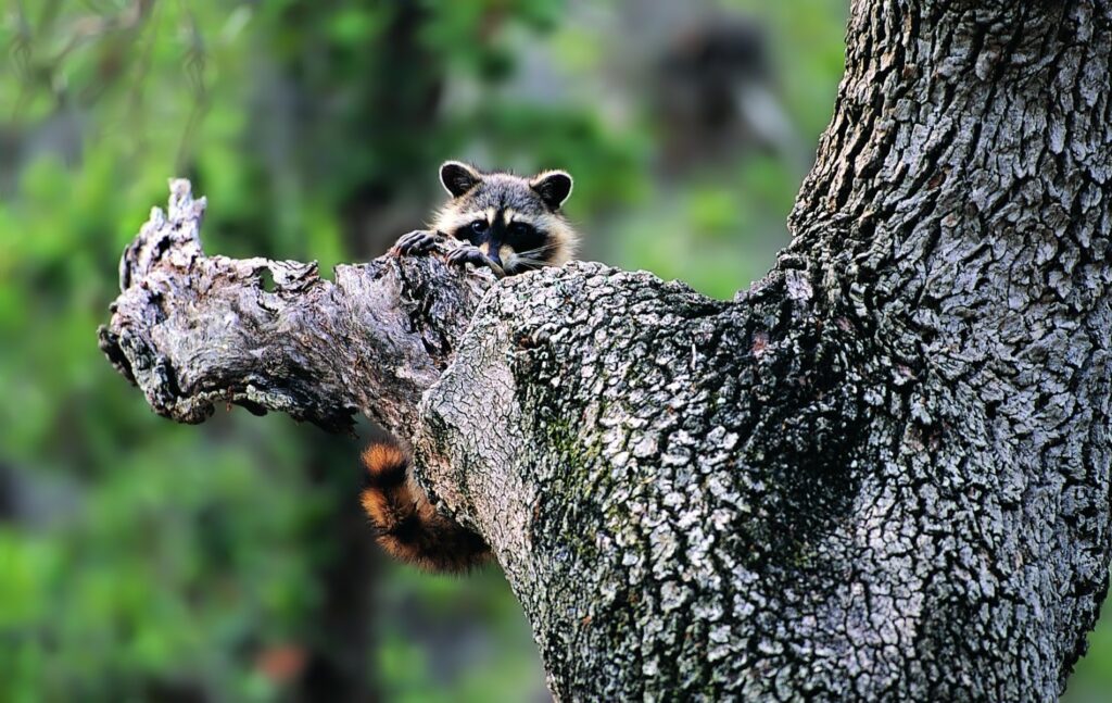 Curious Raccoon Wallpaper: Playful Nature in Lush Green Background