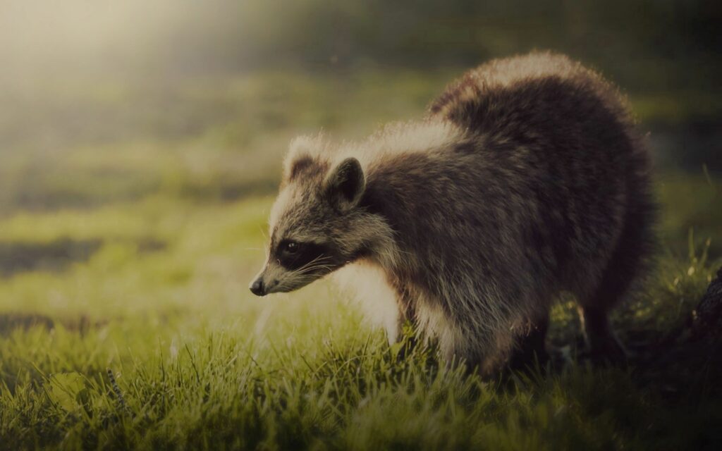 Curious Raccoon on Sunlit Grass: Tranquil Nature Wallpaper