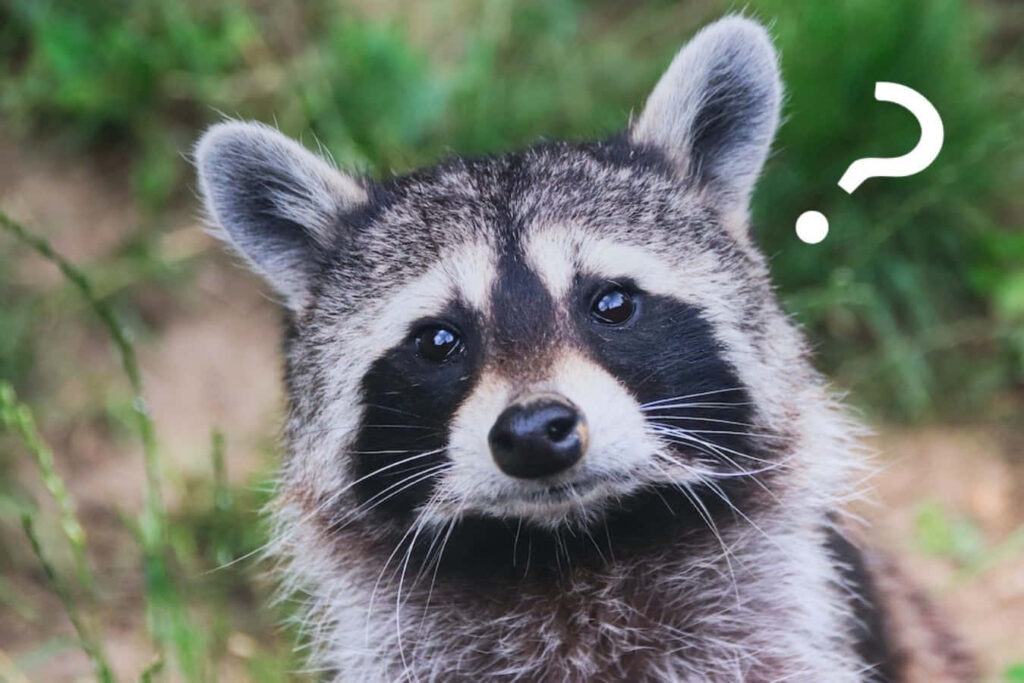 Inquisitive Raccoon in Lush Greenery with Playful Question Mark Wallpaper