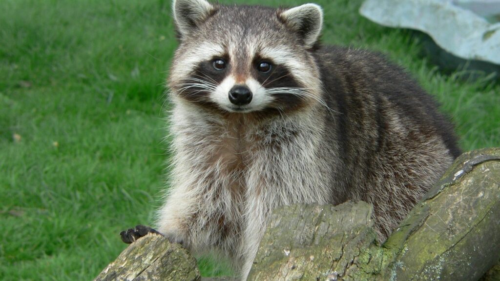 Curious Raccoon on Log: Vibrant Green Grass Wallpaper 1920x1080
