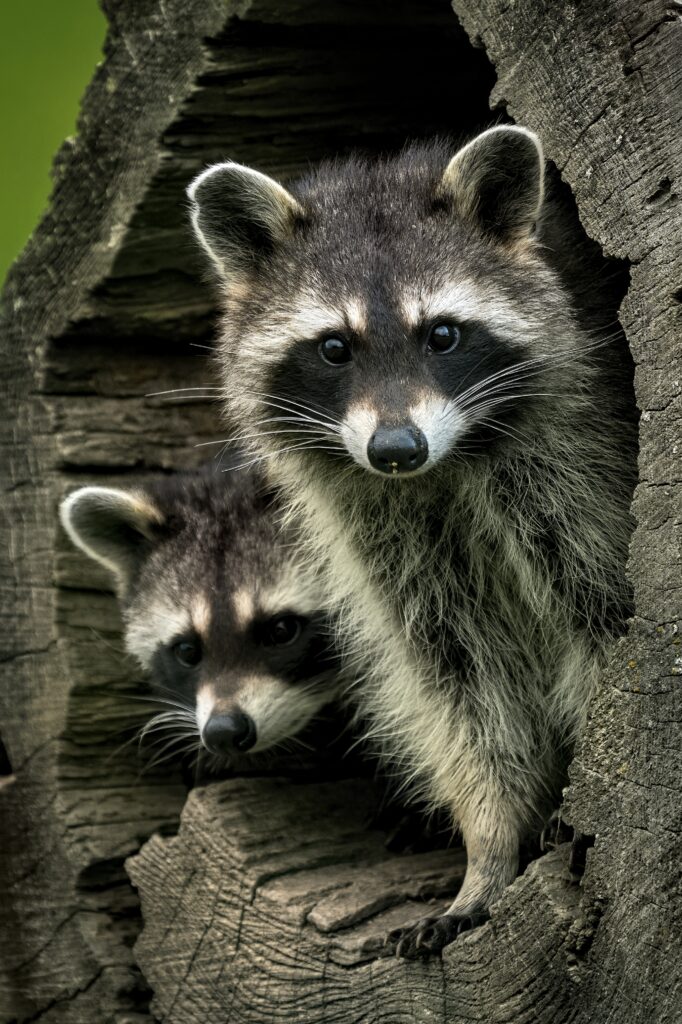 Close-Up of Curious Raccoons in Hollow Tree - Wildlife Wallpaper