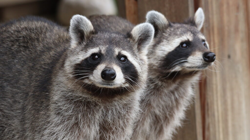 Curious Raccoons in Natural Setting - Captivating Gray Fur Wallpaper