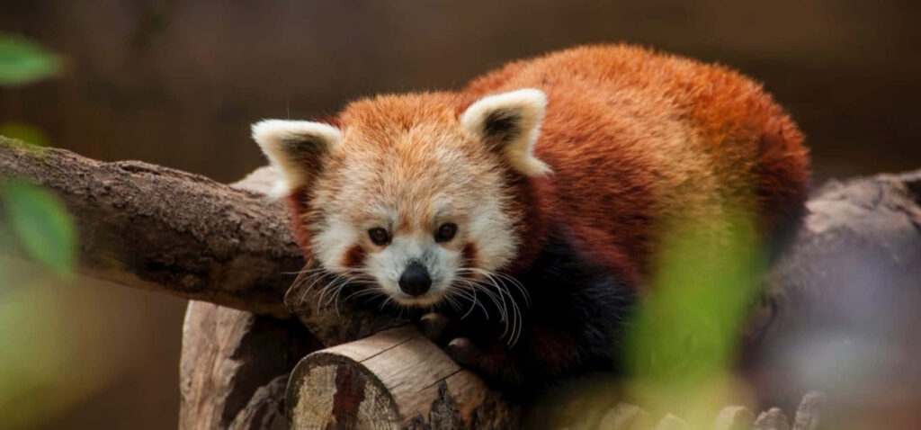Curious Red Panda Explores Lush Tree Branch Environment Wallpaper