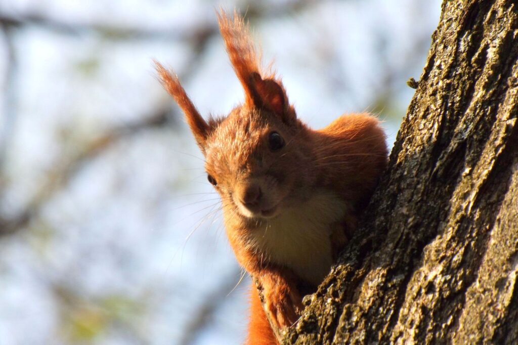 Curious Squirrel Clings to Tree: Vivid Red Fur & Soft Background Wallpaper