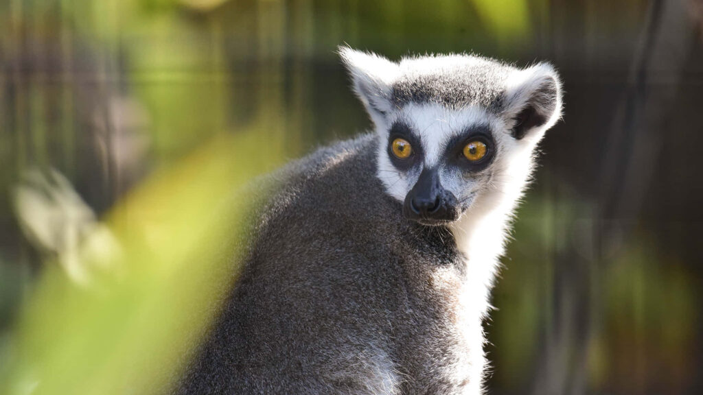 Ring-Tailed Lemur Peeking Through Greenery: Nature's Curious Beauty Wallpaper