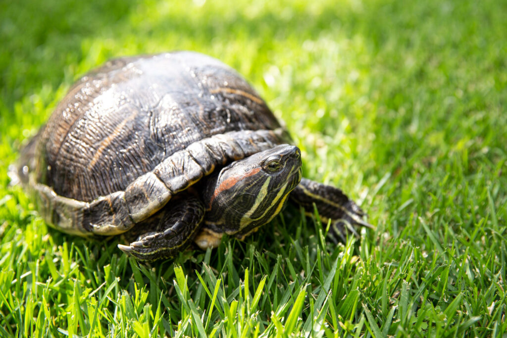 Round Map Turtle on Lush Grass: Serene Natural Wallpaper