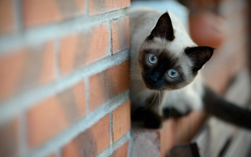 Curious Siamese Cat with Striking Blue Eyes against Brick Wall Background Wallpaper