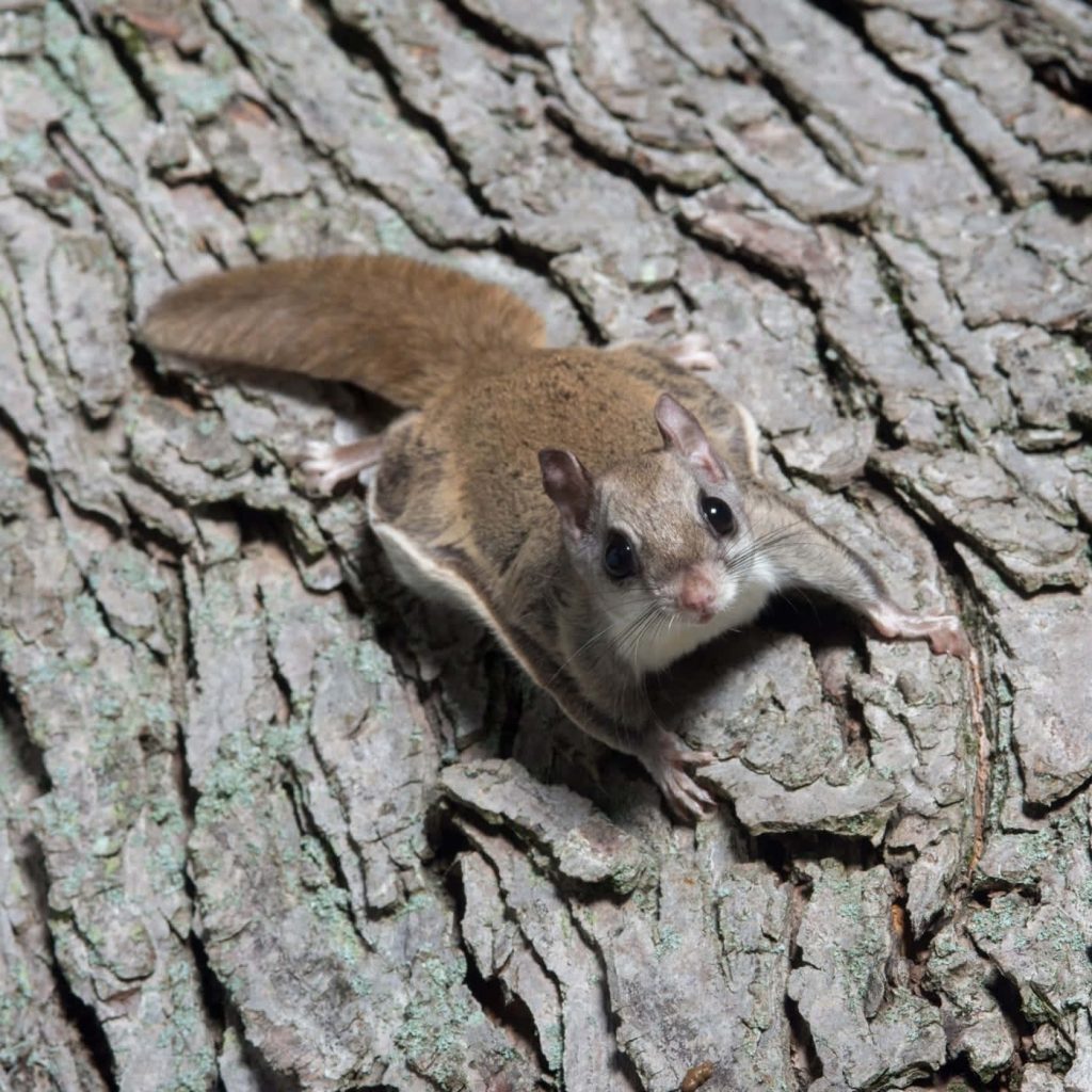 Southern flying squirrel perched on rough tree bark with soft fur and large eyes wallpaper
