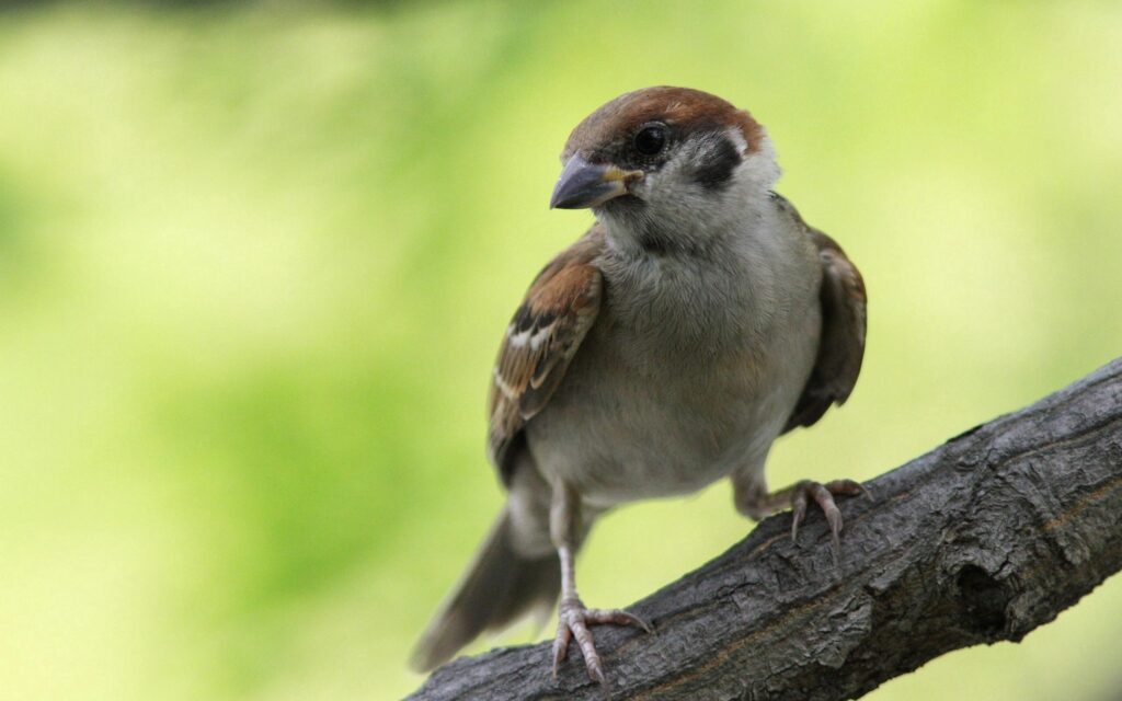 Vibrant Sparrow Wallpaper: Nature's Simple Beauty in Green Background