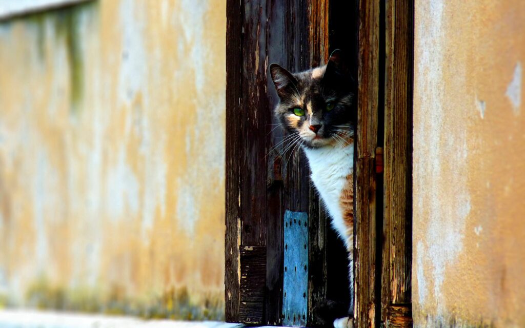 Spotted Cat Peering from Wooden Door: Serene Rustic Moment Wallpaper