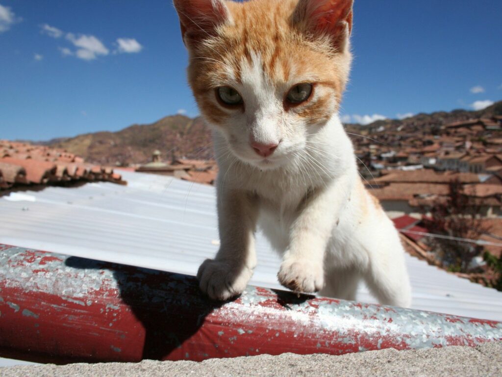 Curious Spotted Cat on Rooftop: Sunlit 1600x1200 Wallpaper