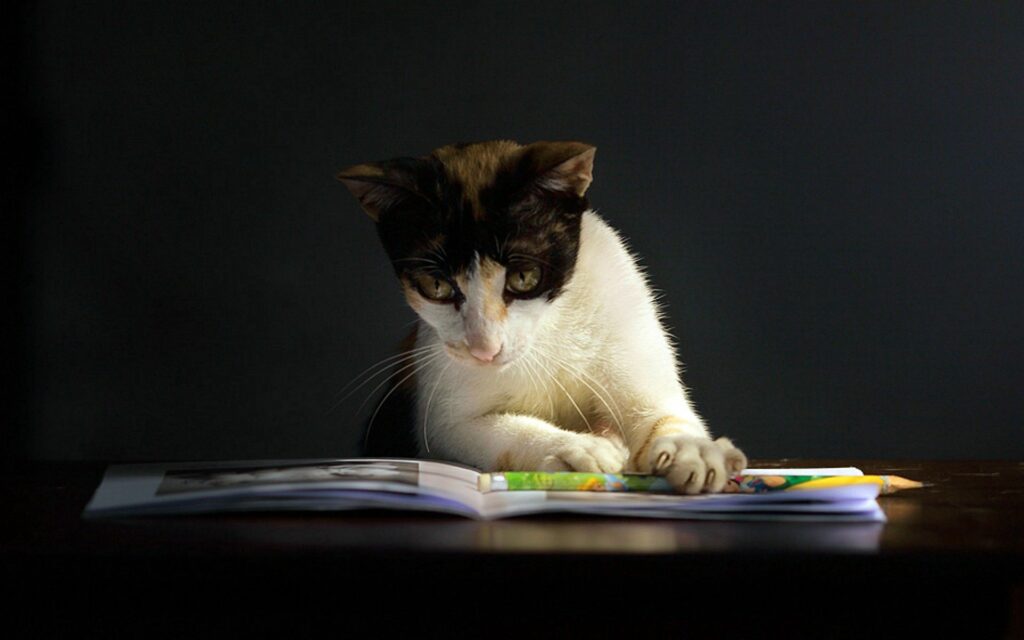 Curious Spotted Cat Captivated by Book - Dark Background Wallpaper