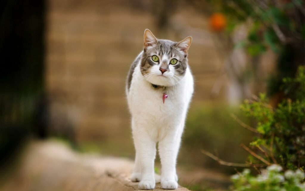 Curious Spotted Cat on Natural Path: Captivating Wallpaper