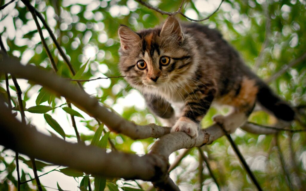 Curious Spotted Kitten Navigates Tree Branches Amid Green Leaves Wallpaper