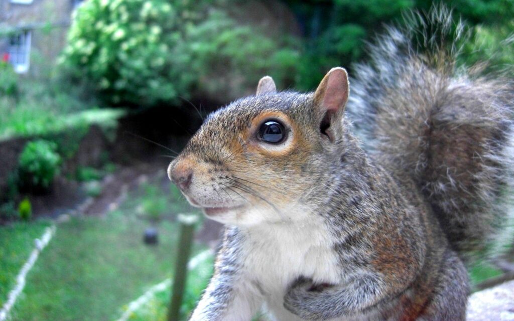 Curious Squirrel Close-Up in Blurred Garden - 1920x1200 Wallpaper