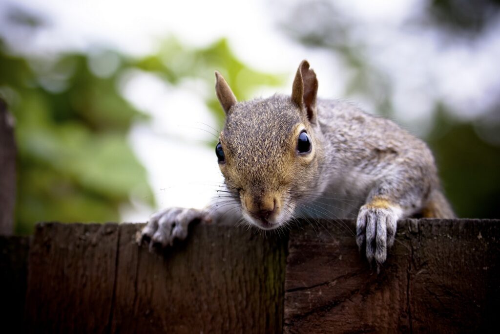 Curious Squirrel Close-Up on Wooden Fence - Captivating Nature Wallpaper