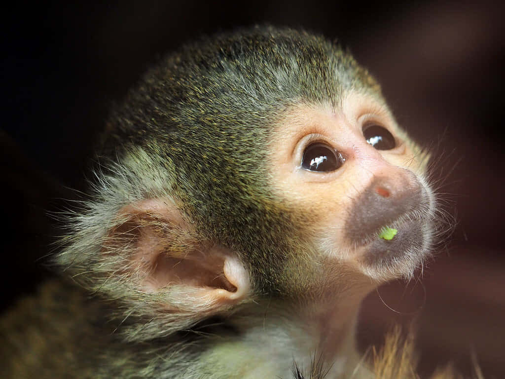 Curious Squirrel Monkey Close-Up Wallpaper: Detailed Fur & Charming Eyes