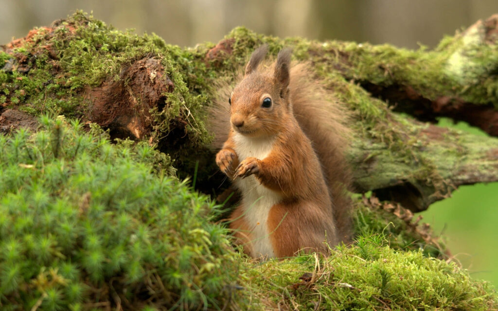 Playful Squirrel Peeking from Mossy Tree in Lush Forest Wallpaper